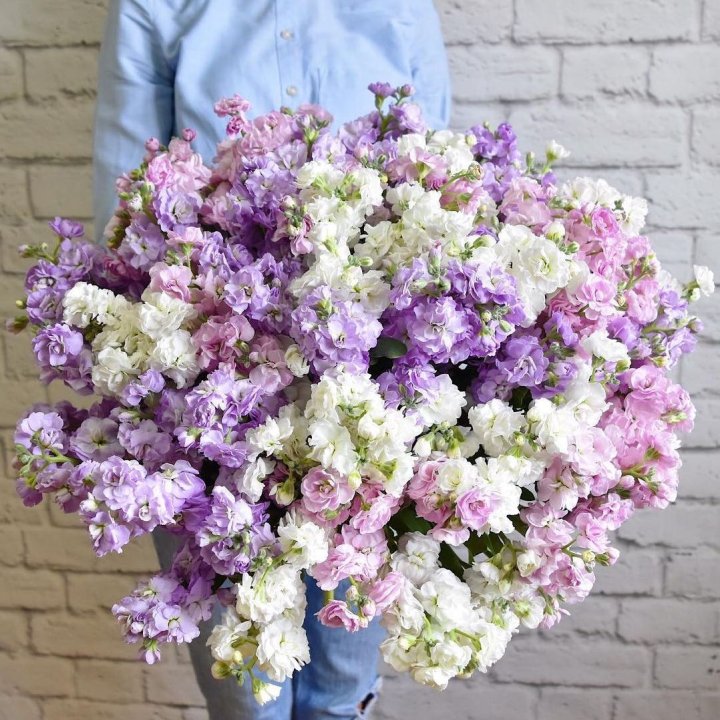 Облако маттиол в Грозные