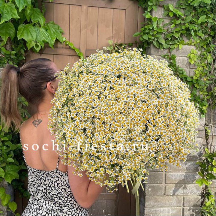 101 ромашка в Грозные