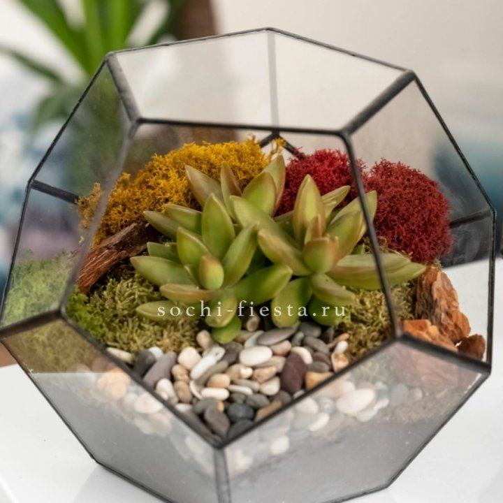 Флорариум “Додекаэдр” с суккулентом Седум в Грозные