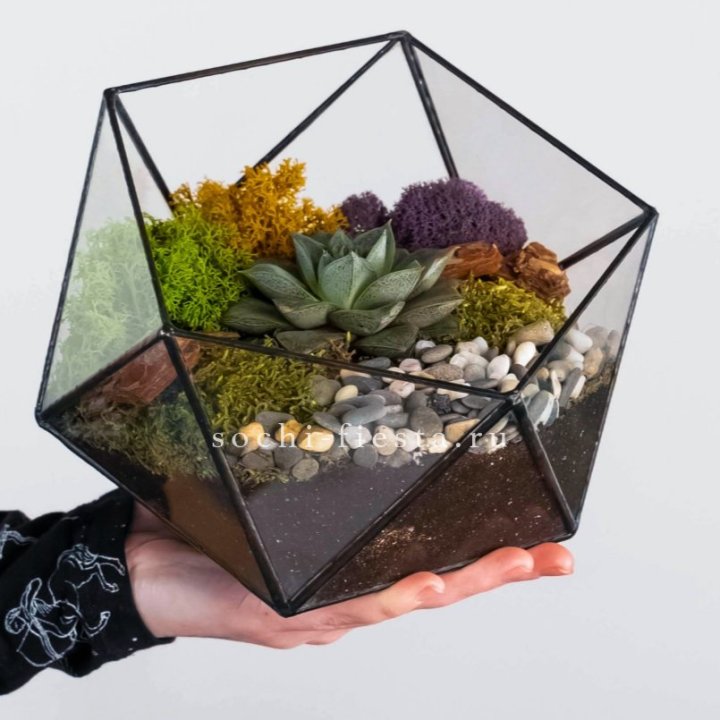 Флорариум “Икосаэдр” с суккулентом Каменная Роза в Грозные