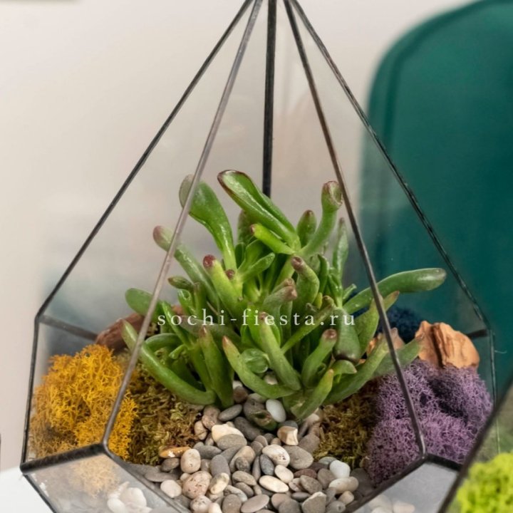 Флорариум “Капля” с суккулентом Крассула Хоббит в Грозные