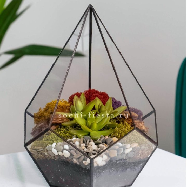 Флорариум Капля с суккулентом в Грозные
