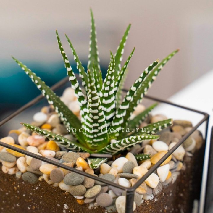 Флорариум Кубик с суккулентом Хавортия в Грозные