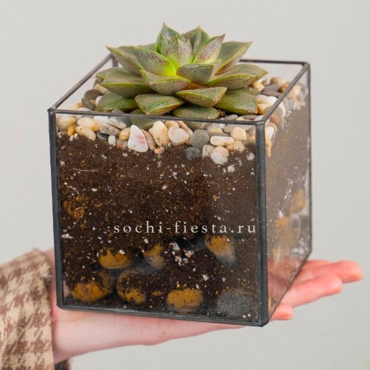 Флорариум Кубик с суккулентом Каменная роза в Грозные