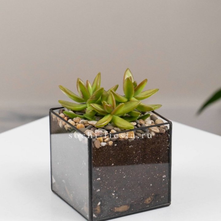 Флорариум Кубик с суккулентом Седум в Грозные
