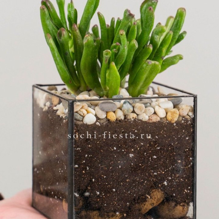Флорариум Кубик с суккулентом Хоббит в Грозные