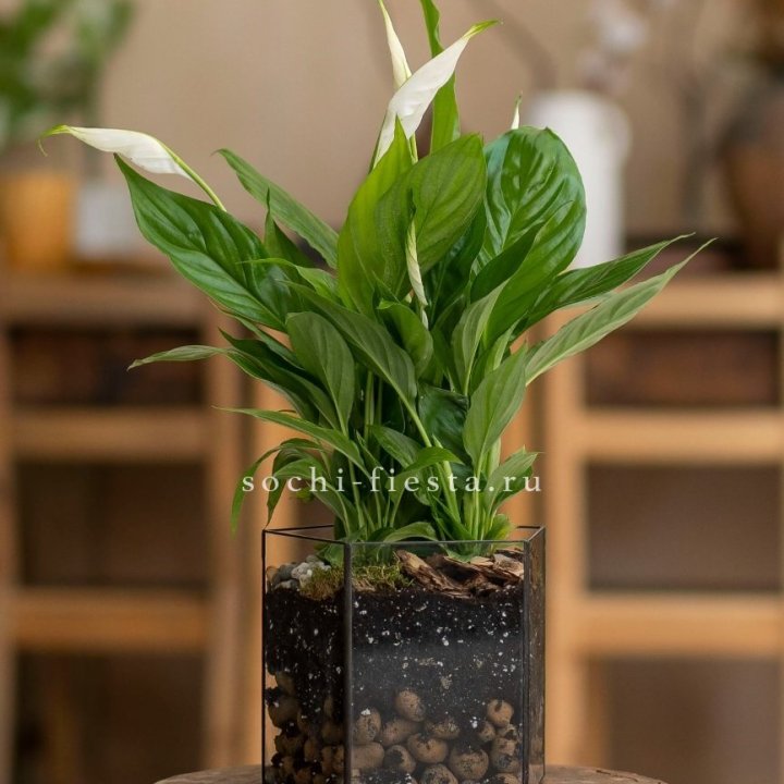 Спатифиллум в кашпо Пятиугольник в Грозные