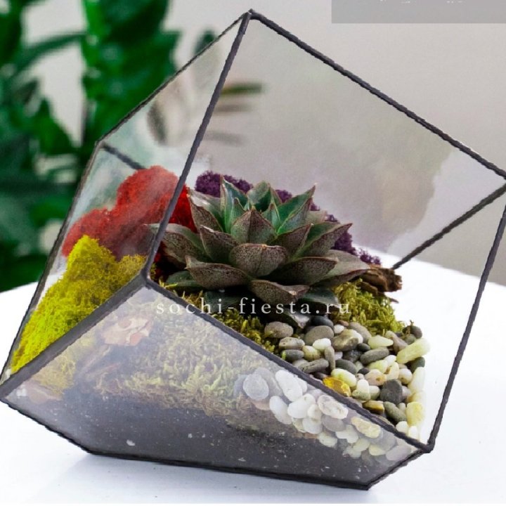 Флорариум Куб усеченный с суккулентом Каменная роза в Грозные
