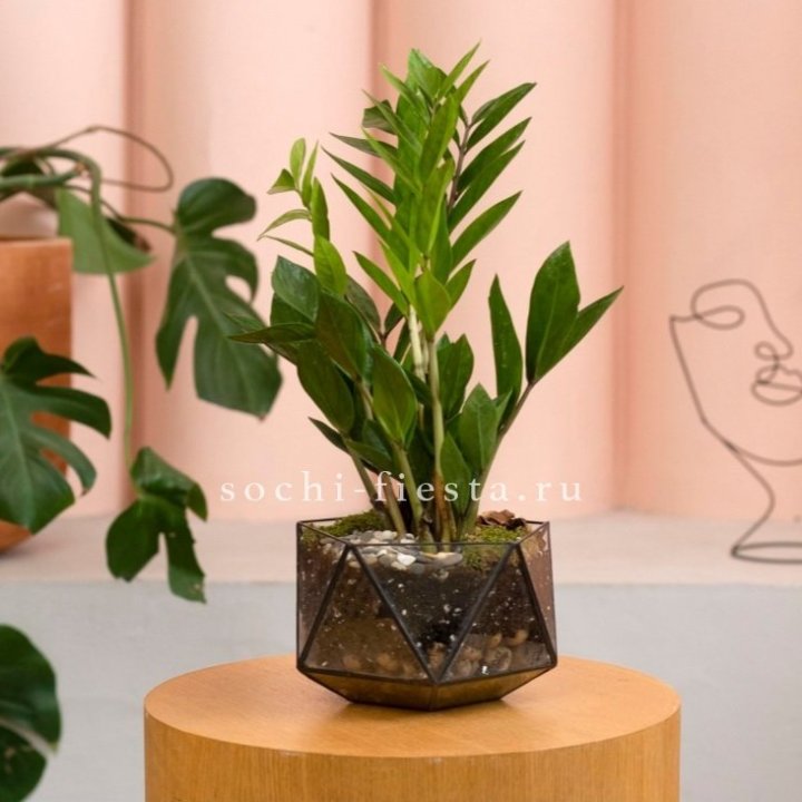 Замиокулькас в кашпо Икосаедр в Грозные