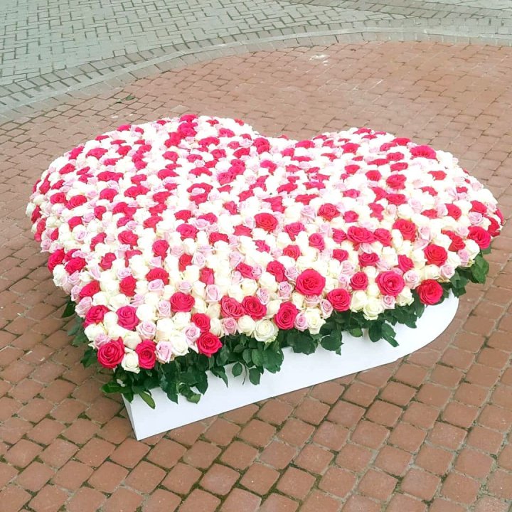 555 роза  в Грозные