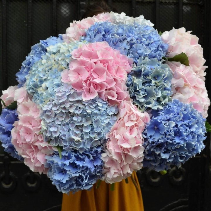 Букет гортензий "Фонтан" в Грозные