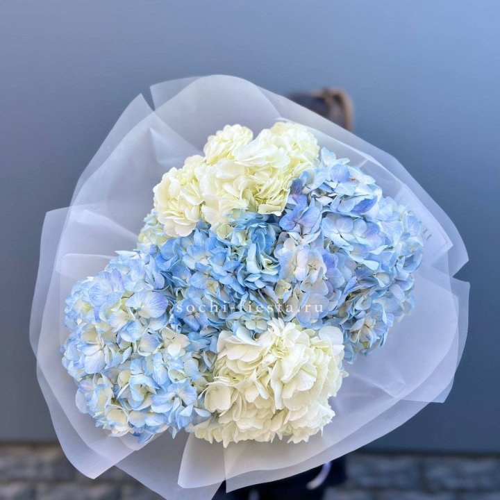 5 бело-голубых гортензий в Грозные