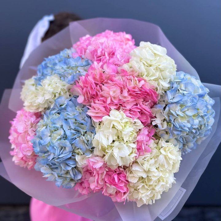 11 гортензий микс в Грозные