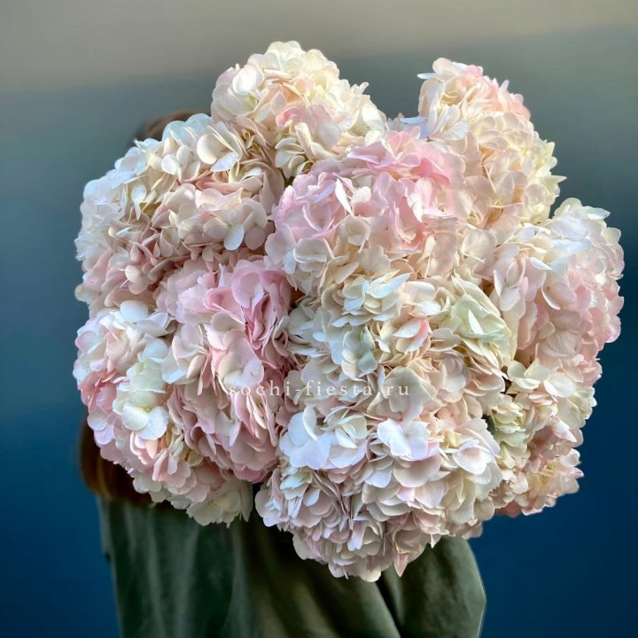 Охапка розовой гортензии в Грозные