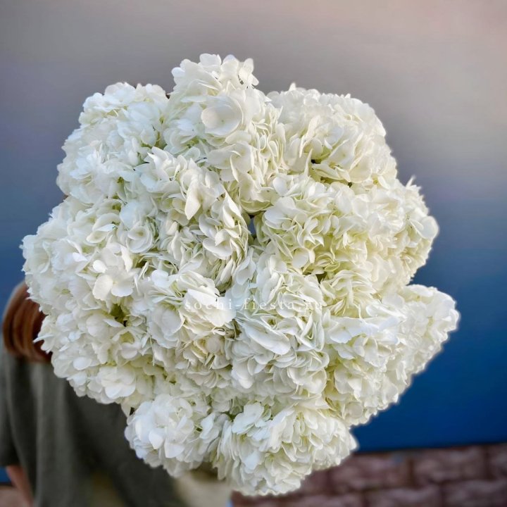 Охапка белой гортензии в Грозные