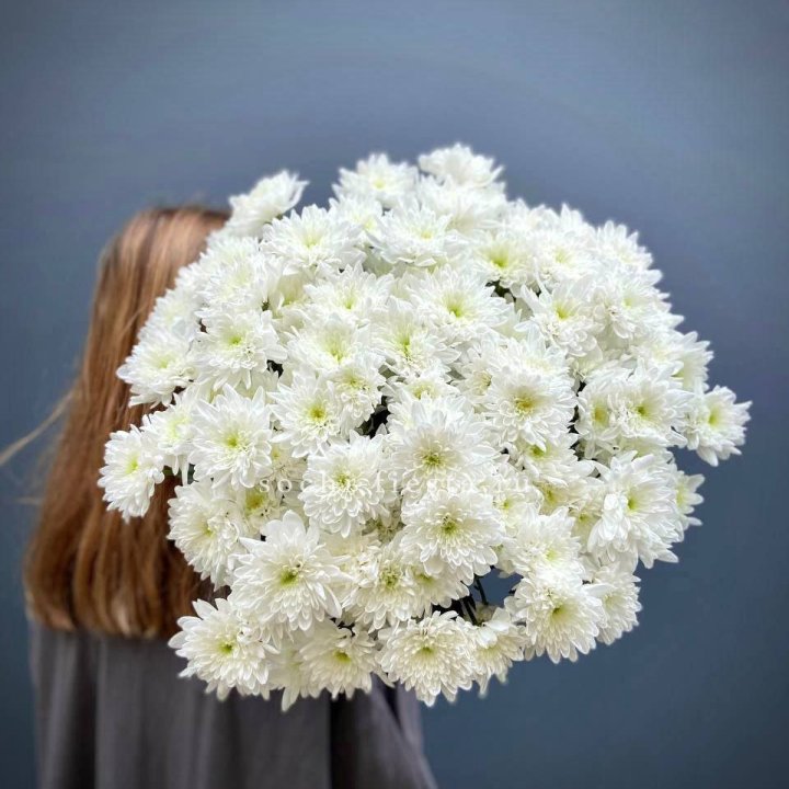 Охапка Хризантемы кустовой в Грозные