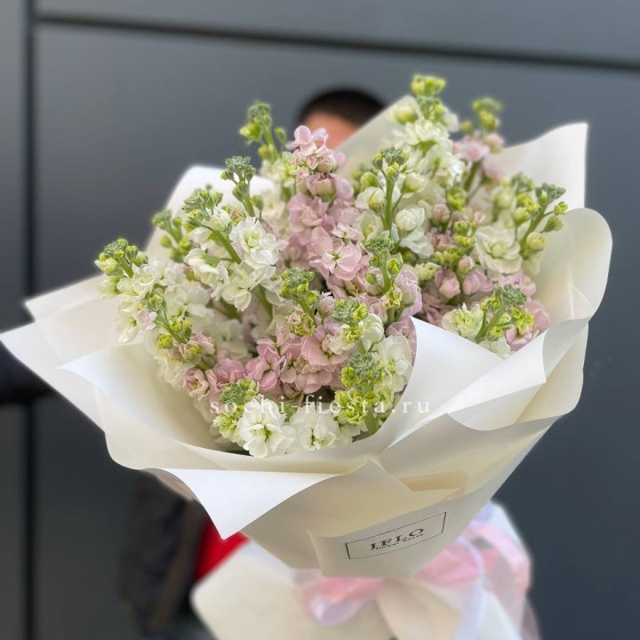 29 маттиол  в Грозные