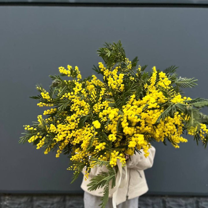 Охопка мимозы в Грозные