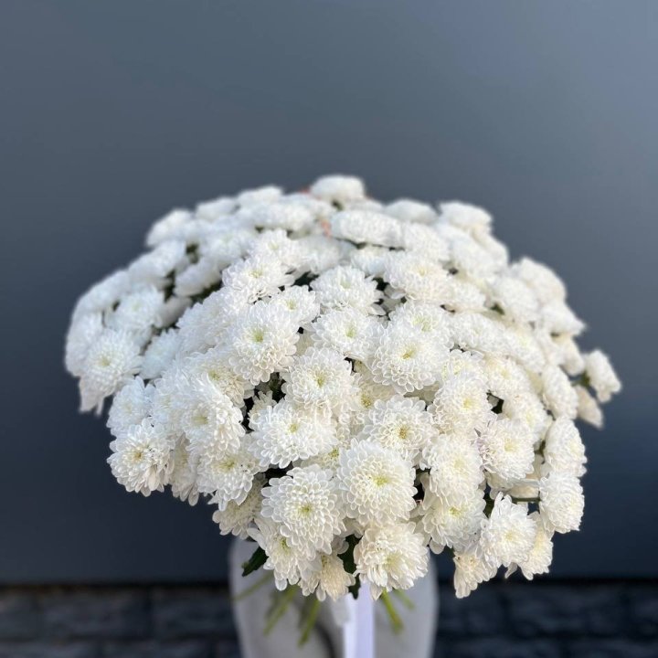  25 хризантем белых в Грозные