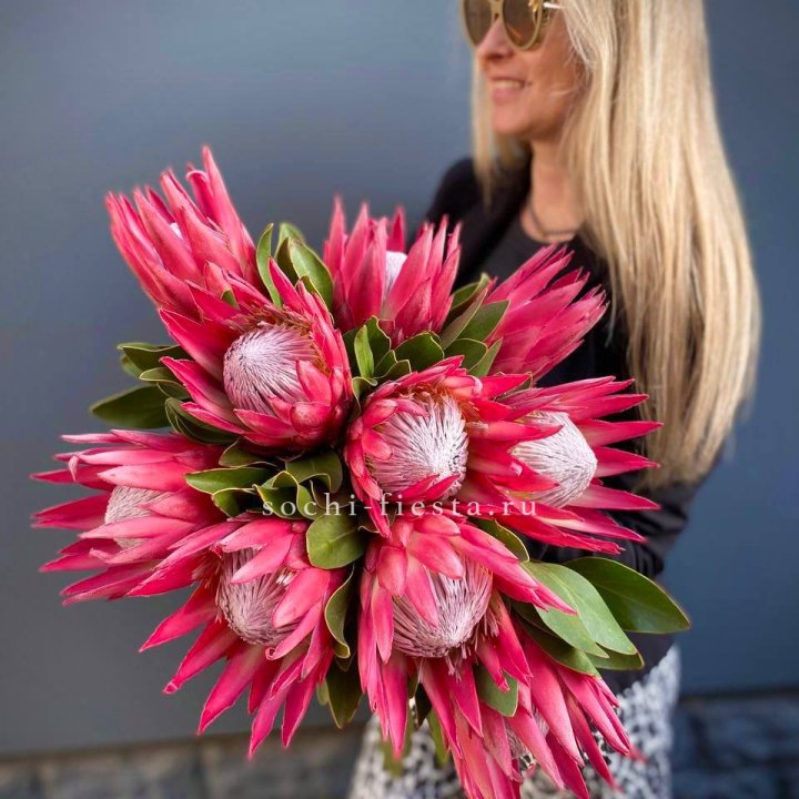 Протея штучно в Грозные