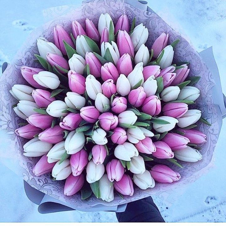 101 тюльпан "Лолипоп" в Грозные